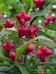 Brslen evropský (Euonymus europaea) 1©Kamila Motyčková a Jiří Ší