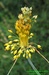 Česnek žlutý (Allium flavum) 1©Kamila Motyčková a Jiří Šír.jpg
