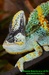 Chameleon jemenský (Chamaeleo calyptratus) ©Kamila Motyčková a J