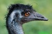 Emu hnědý (Dromaius novaehollandiae) ©Kamila Motyčková a Jiří Ší