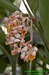 Galgán zdobný (Alpinia zerumbet) 1©Kamila Motyčková a Jiří Šír.j