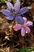 Jaterník podléška (Hepatica nobilis) 1©Kamila Motyčková a Jiří Š