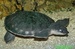 Kareta sp. ©Kamila Motyčková a Jiří Šír.jpg