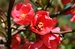 Kdoulovec sp. (Chaenomeles sp.) 1©Kamila Motyčková a Jiří Šír.jp