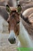 Kiang východní (Equus kiang holdereri) ©Kamila Motyčková a Jiří 