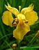 Kosatec žlutý (Iris lutea) 1©Kamila Motyčková a Jiří Šír.jpg