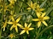 Křivatec žlutý (Gagea lutea) 1©Kamila Motyčková a Jiří Šír.jpg