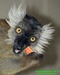 Lemur tmavý (Eulemur macaco) 1©Kamila Motyčková a Jiří Šír.jpg