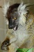 Lemur tmavý (Eulemur macaco) 2©Kamila Motyčková a Jiří Šír.jpg