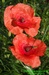 Mák vlčí (Papaver rhoeas) 1©Kamila Motyčková a Jiří Šír.jpg