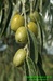 Olivovník evropský (Olea europaea) 1©Kamila Motyčková a Jiří Šír