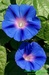 Povijnice nachová (Ipomoea purpurea) 1©Kamila Motyčková a Jiří Š