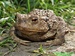 Ropucha obecná (Bufo bufo) ©Kamila Motyčková a Jiří Šír.jpg