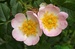 Růže šípková (Rosa canina) 1©Kamila Motyčková a Jiří Šír.jpg