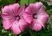 Slézovec tříměsíční (Lavatera trimestris) 1©Kamila Motyčková a J