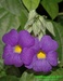 Thunbergia battiscombei 1©Kamila Motyčková a Jiří Šír.jpg