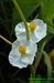 Tolije bahenní (Parnassia palustris) 1©Kamila Motyčková a Jiří Š