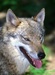 Vlk evropský (Canis lupus) ©Kamila Motyčková a Jiří Šír.jpg