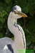 Volavka popelavá (Ardea cinerea) ©Kamila Motyčková a Jiří Šír.jp