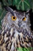 Výr velký (Bubo bubo) ©Kamila Motyčková a Jiří Šír.jpg