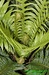 Žebrovice Blechnum gibbum 1©Kamila Motyčková a Jiří Šír.jpg